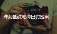 珠海盐碱地种出甜蜜果，甜度接近天花板
！