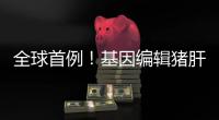 全球首例�！基因编辑猪肝脏 被移植到人体