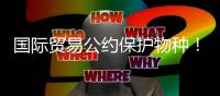 国际贸易公约保护物种�！无叶美冠兰首度在珠被发现