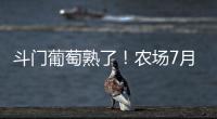 斗门葡萄熟了
！农场7月底开放采摘，大量黑夏�、阳光玫瑰摘到8月�！