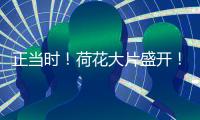 正当时�
！荷花大片盛开！就在珠海这里→
