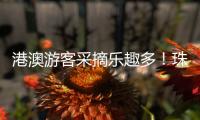 港澳游客采摘乐趣多	！珠海盐碱地里水果喜迎丰收