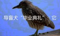 导盲犬“毕业典礼”	：它们不仅是视障人士的“双眼”�，更是心灵的伴侣