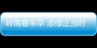 岭南春来早 添绿正当时	！香洲区大街小巷植树忙