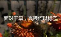 面对干旱，夏粮何以稳产丰收