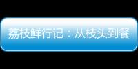 荔枝鲜行记：从枝头到餐桌，中国重汽豪沃TS7冷藏车让鲜甜如约而至