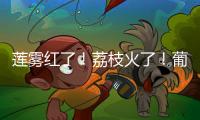 莲雾红了！荔枝火了！葡萄熟了......金湾“甜蜜夏季”开启！