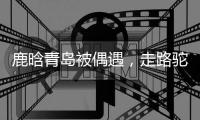 鹿晗青岛被偶遇	�
，走路驼背高低肩像老头，未戴口罩买奶茶浑身松弛
