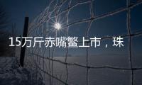 15万斤赤嘴鳘上市，珠海海洋牧场迎来丰收时刻